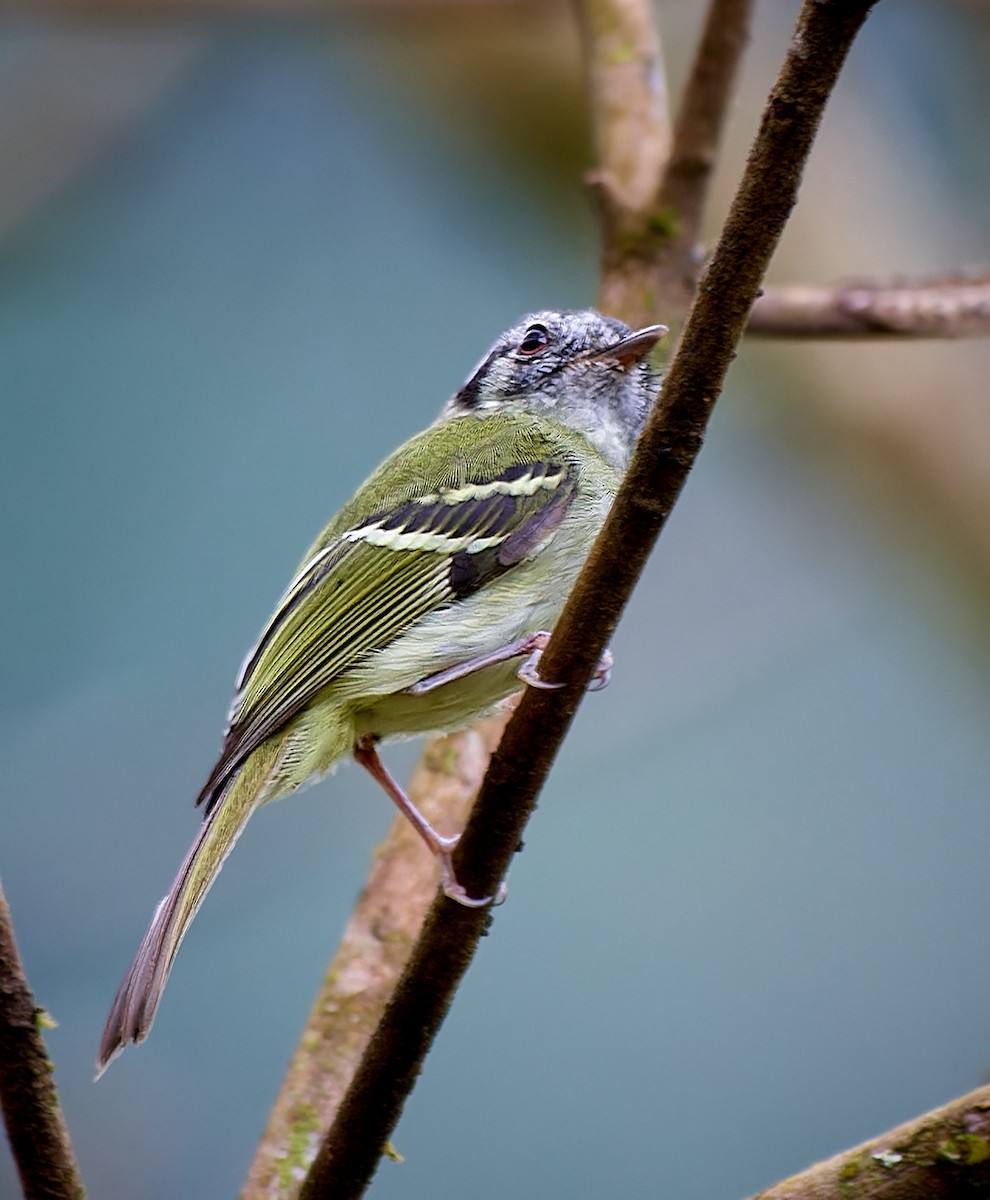 Marble-faced Bristle-Tyrant - ML612938660