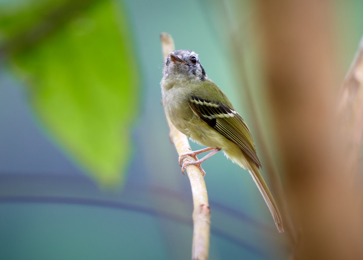 Marble-faced Bristle-Tyrant - ML612938663
