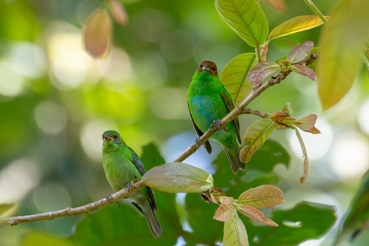 Rufous-winged Tanager - ML612938787