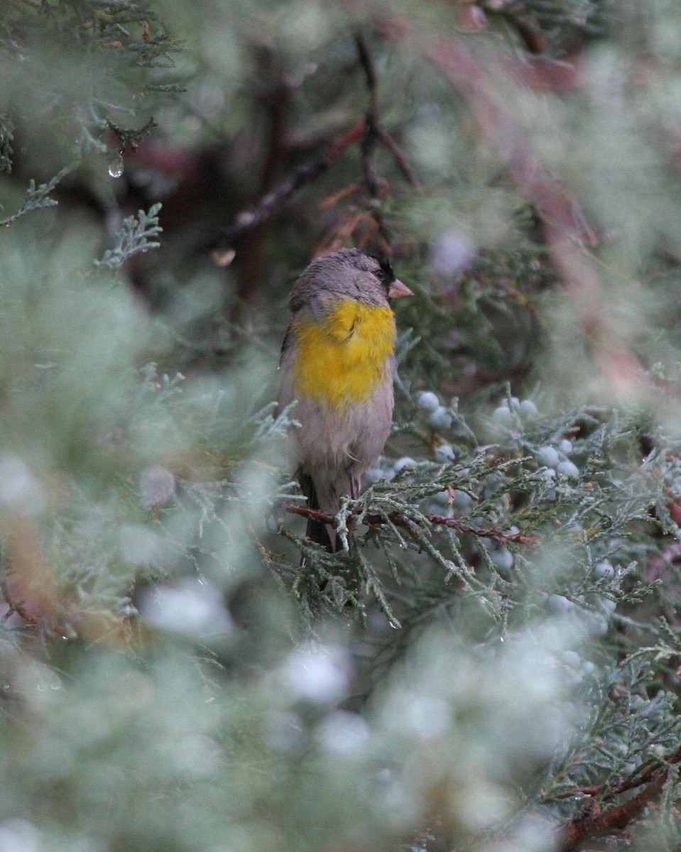 Lawrence's Goldfinch - ML612938788