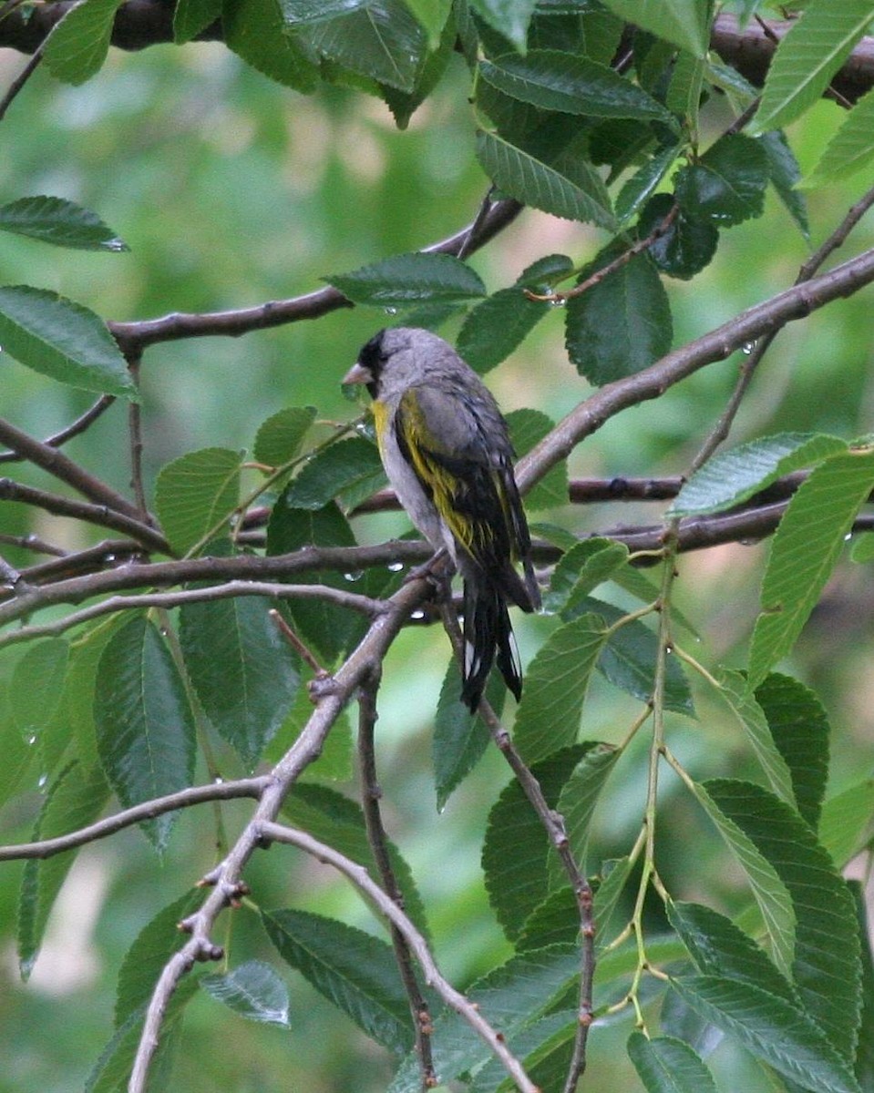 Lawrence's Goldfinch - ML612938790