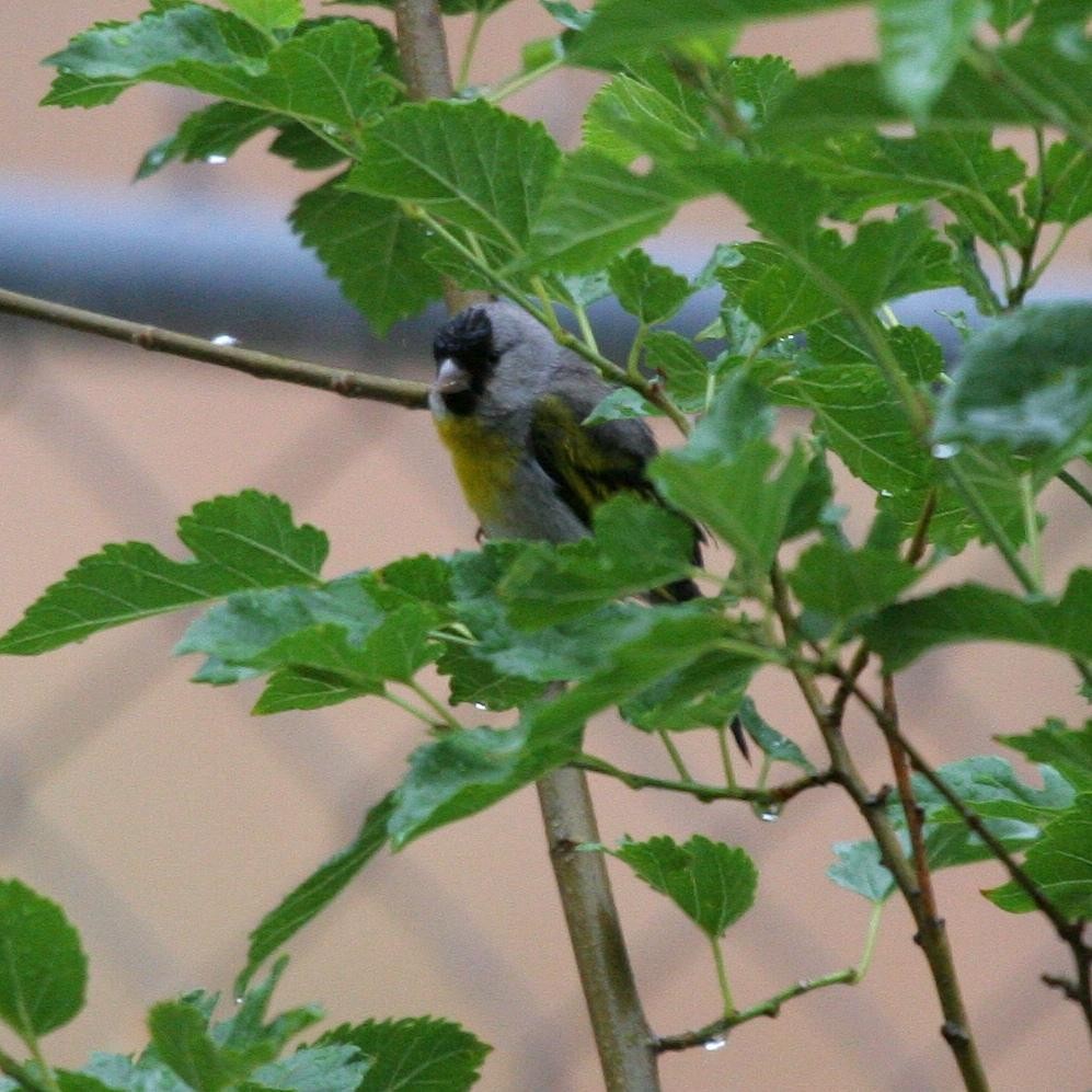 Lawrence's Goldfinch - ML612938792