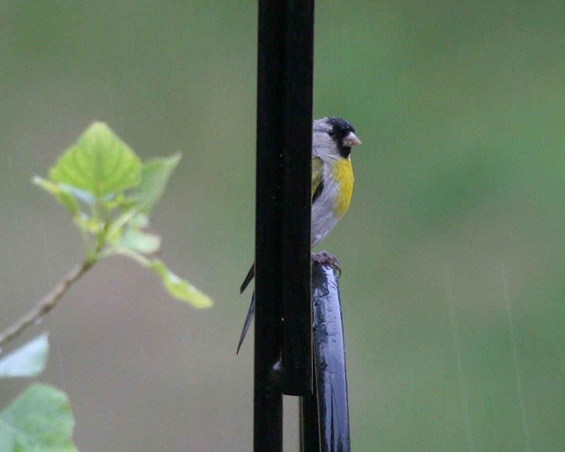 Lawrence's Goldfinch - ML612938799