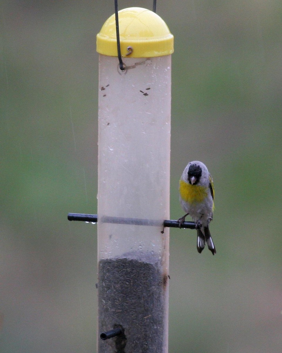 Lawrence's Goldfinch - ML612938800