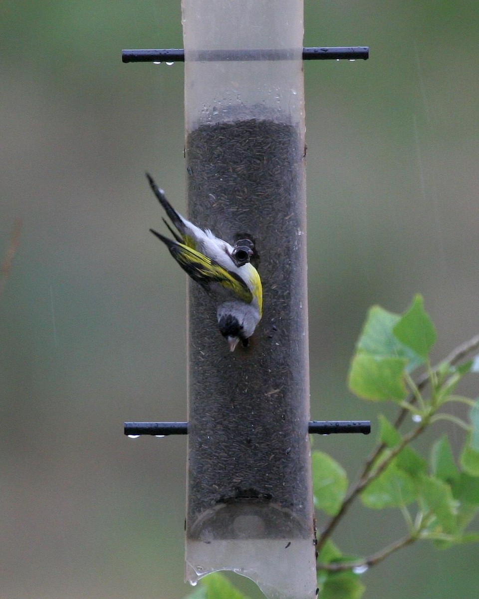 Lawrence's Goldfinch - ML612938804