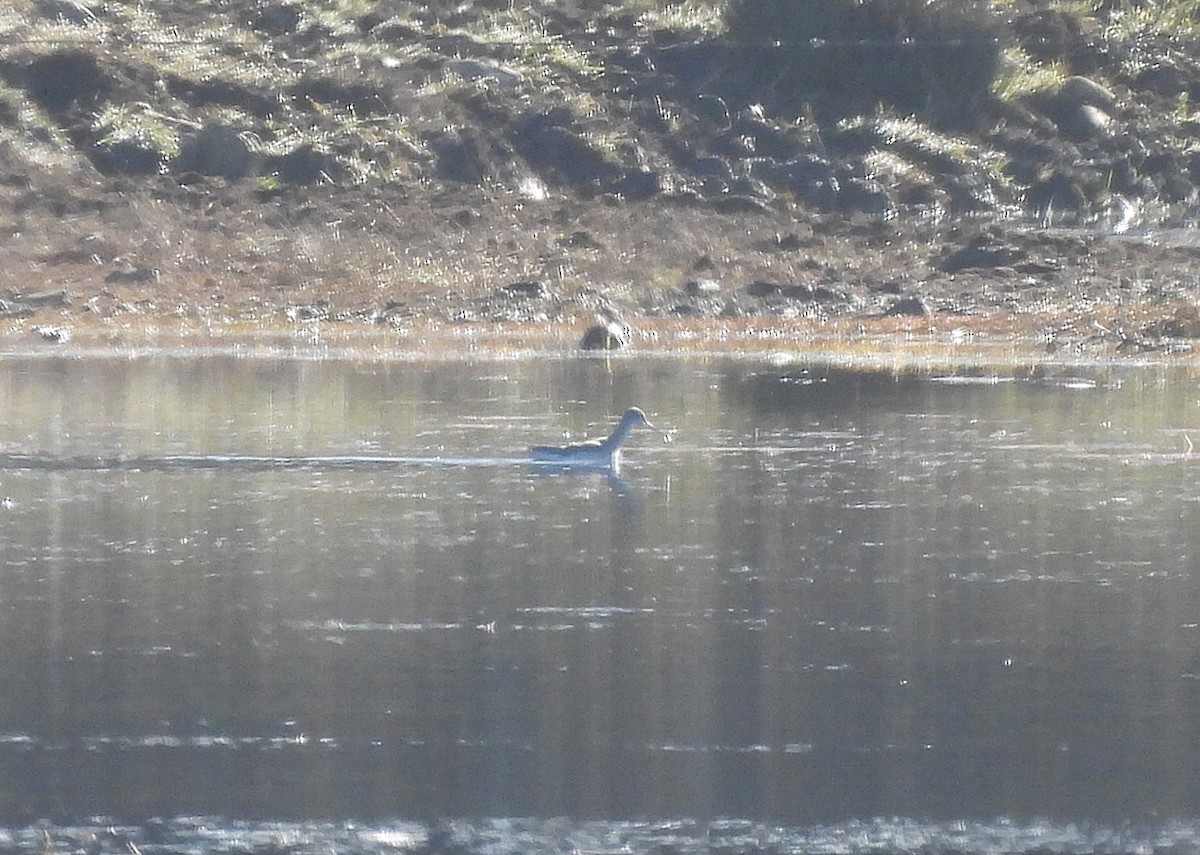 Spotted Redshank - ML612938836