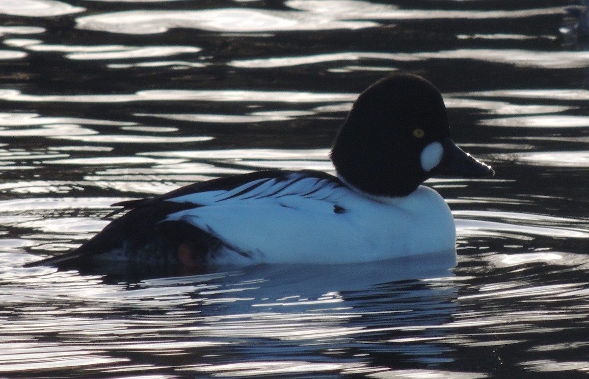 Common Goldeneye - ML612938842