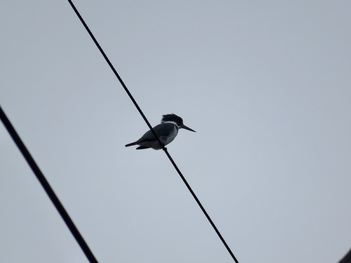 Belted Kingfisher - ML612938852