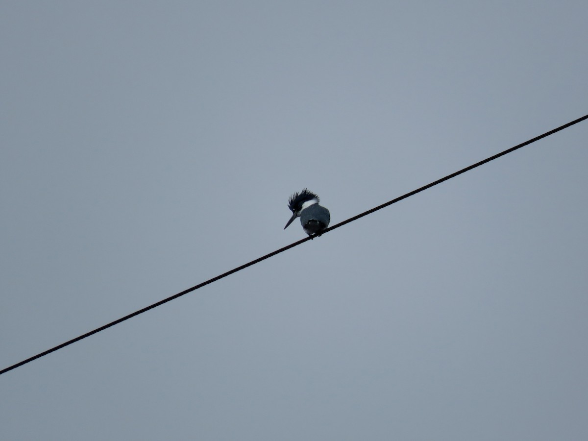 Belted Kingfisher - ML612938857