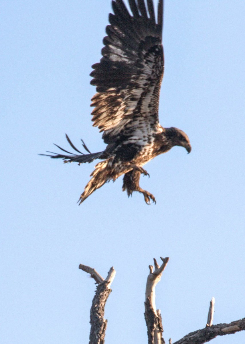 Bald Eagle - ML612938870