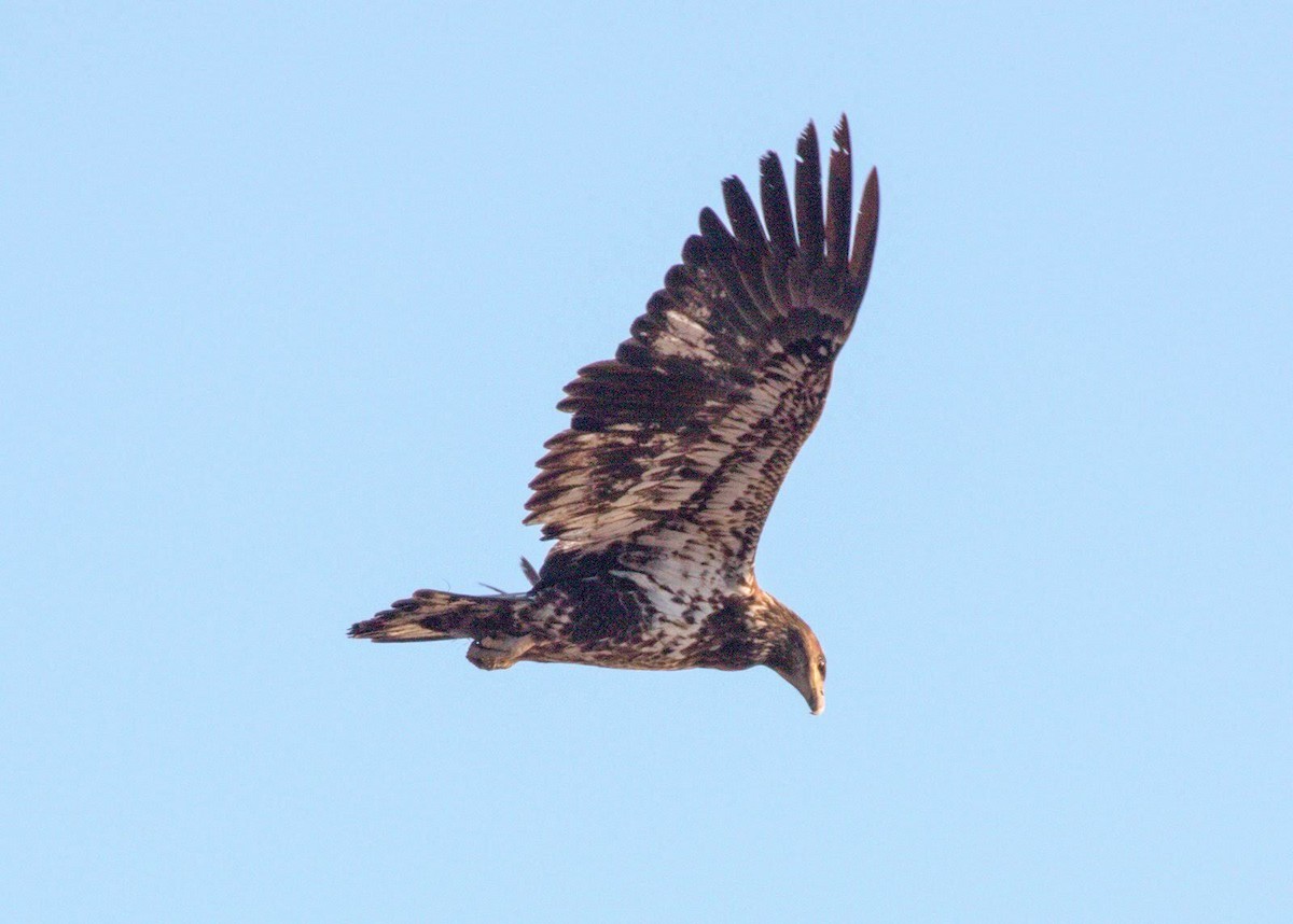 Bald Eagle - ML612938874