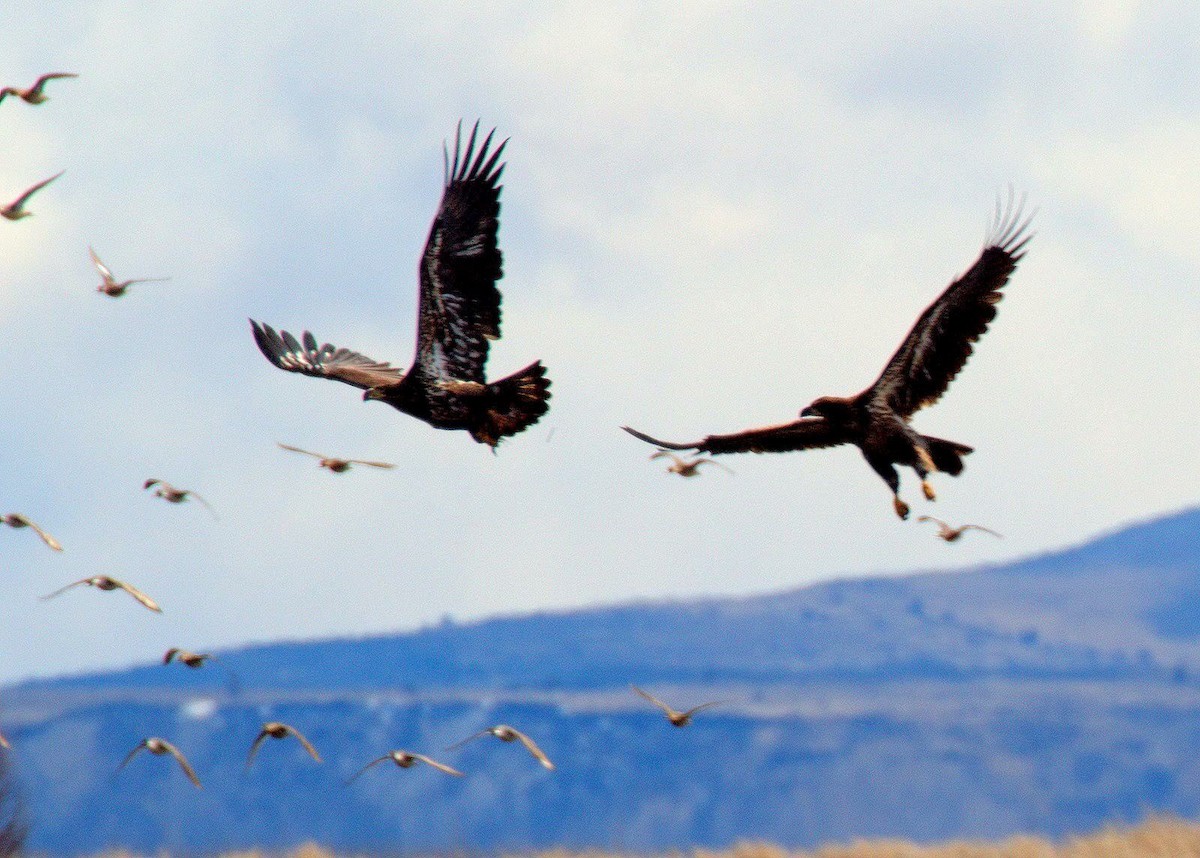 Bald Eagle - ML612938892