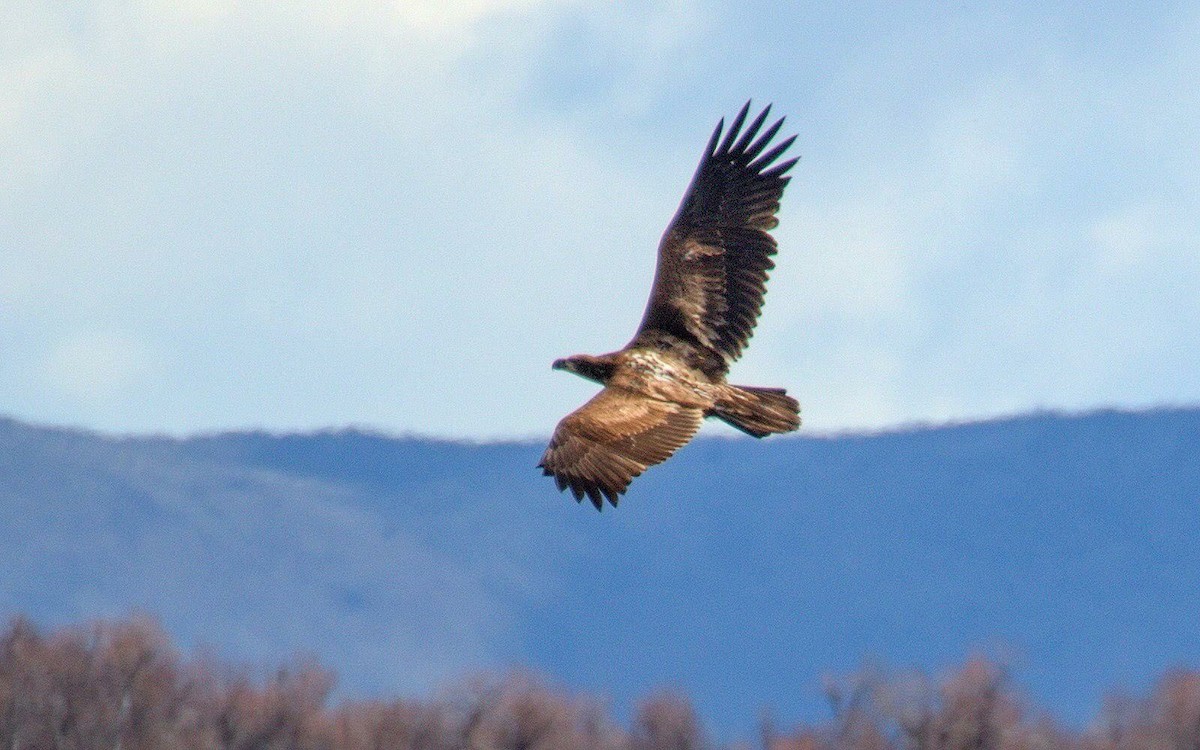 Bald Eagle - ML612938902