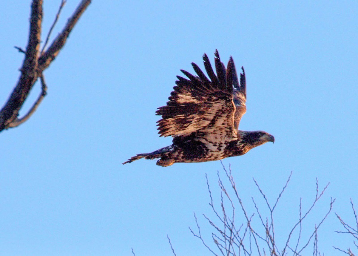 Bald Eagle - ML612938933