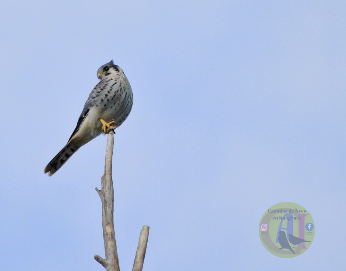 American Kestrel - Pedro Rivero