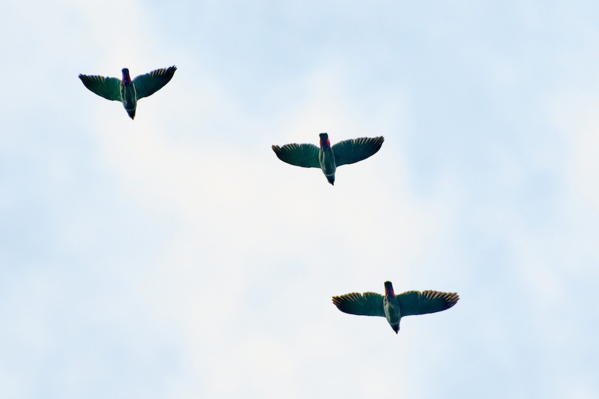 Blue-headed Parrot - ML612939004