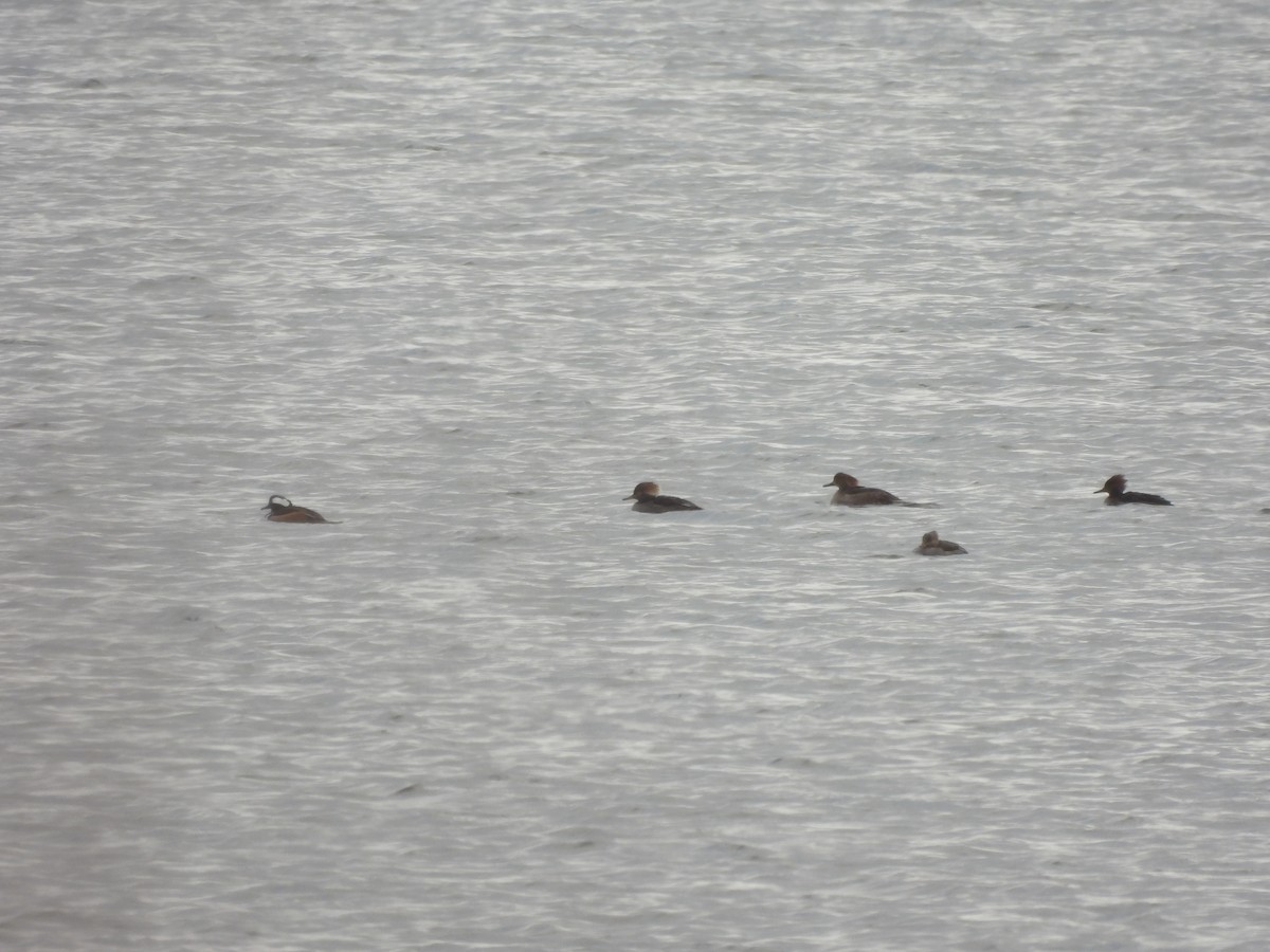 Hooded Merganser - Alexander R