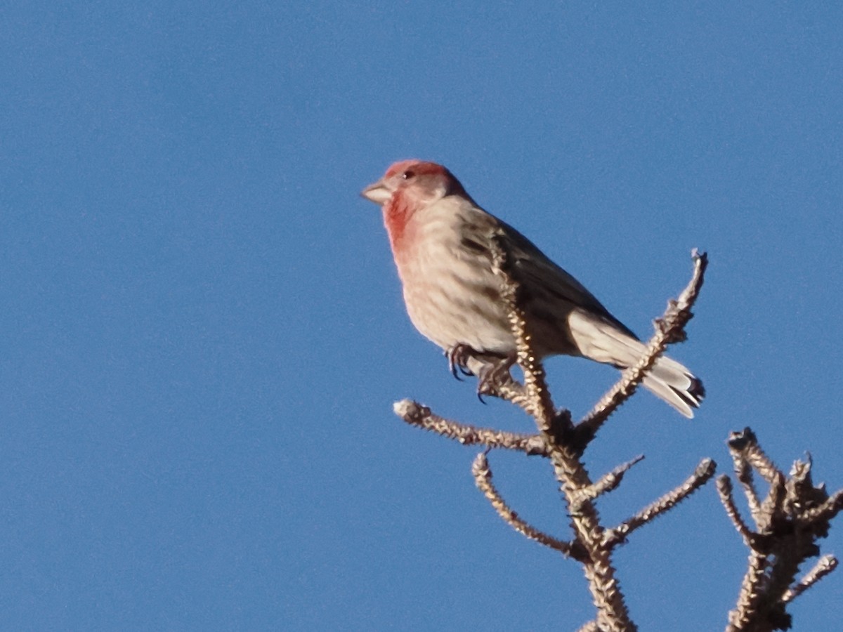 House Finch - ML612939060