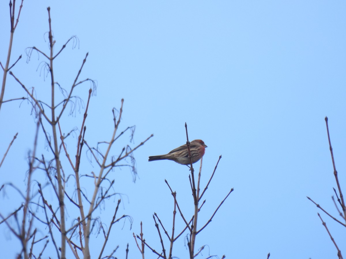 House Finch - ML612939061