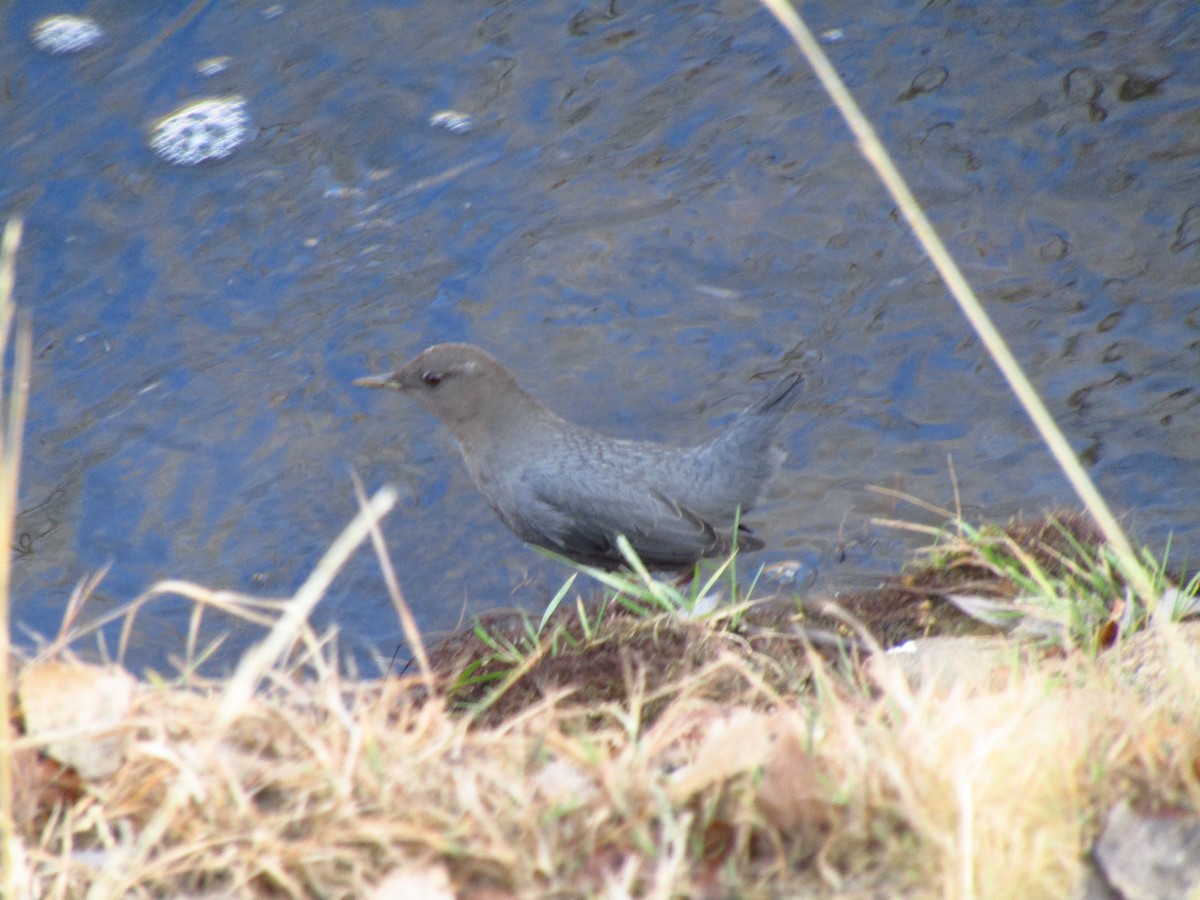 American Dipper - ML612939067