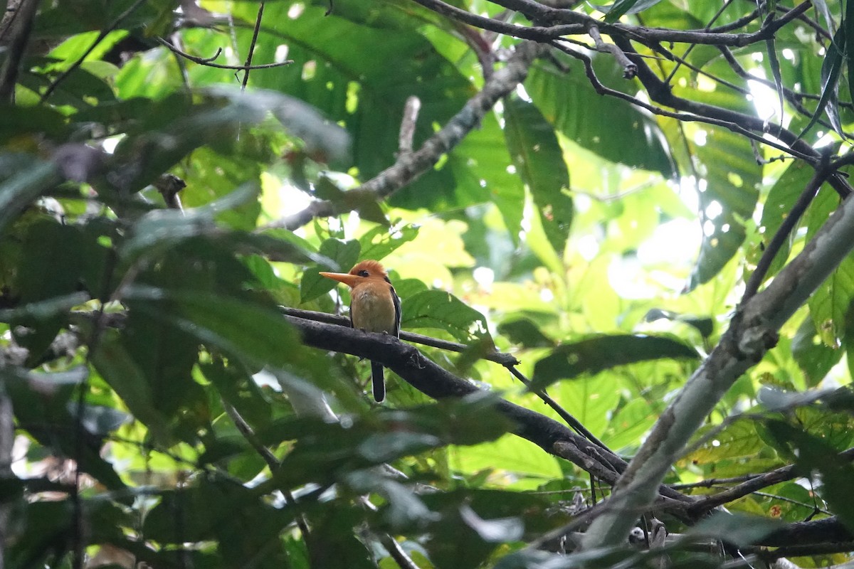 Yellow-billed Kingfisher - ML612939091