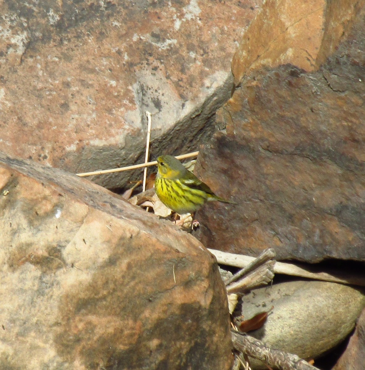 Cape May Warbler - ML612939095