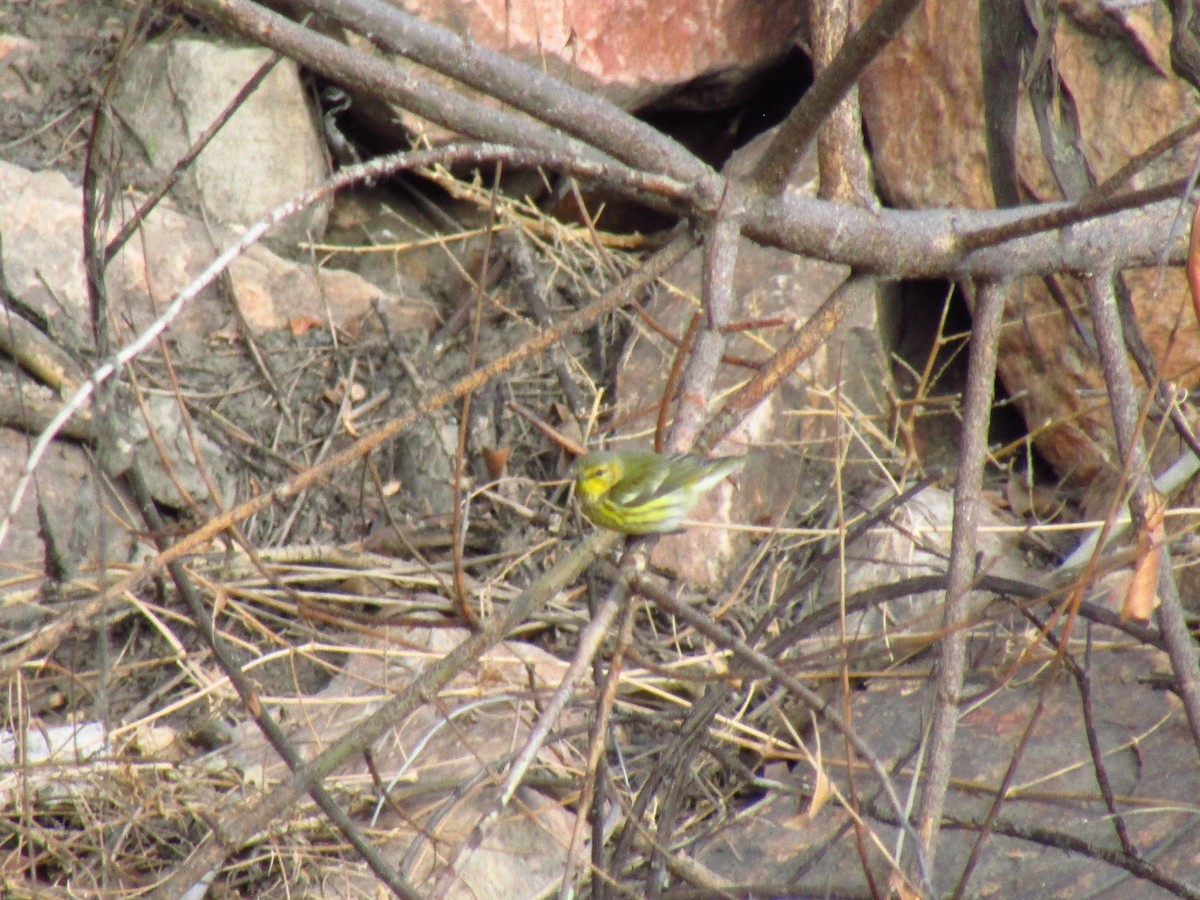 Cape May Warbler - ML612939098