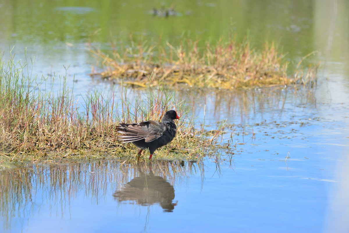 Common Gallinule - ML612939148