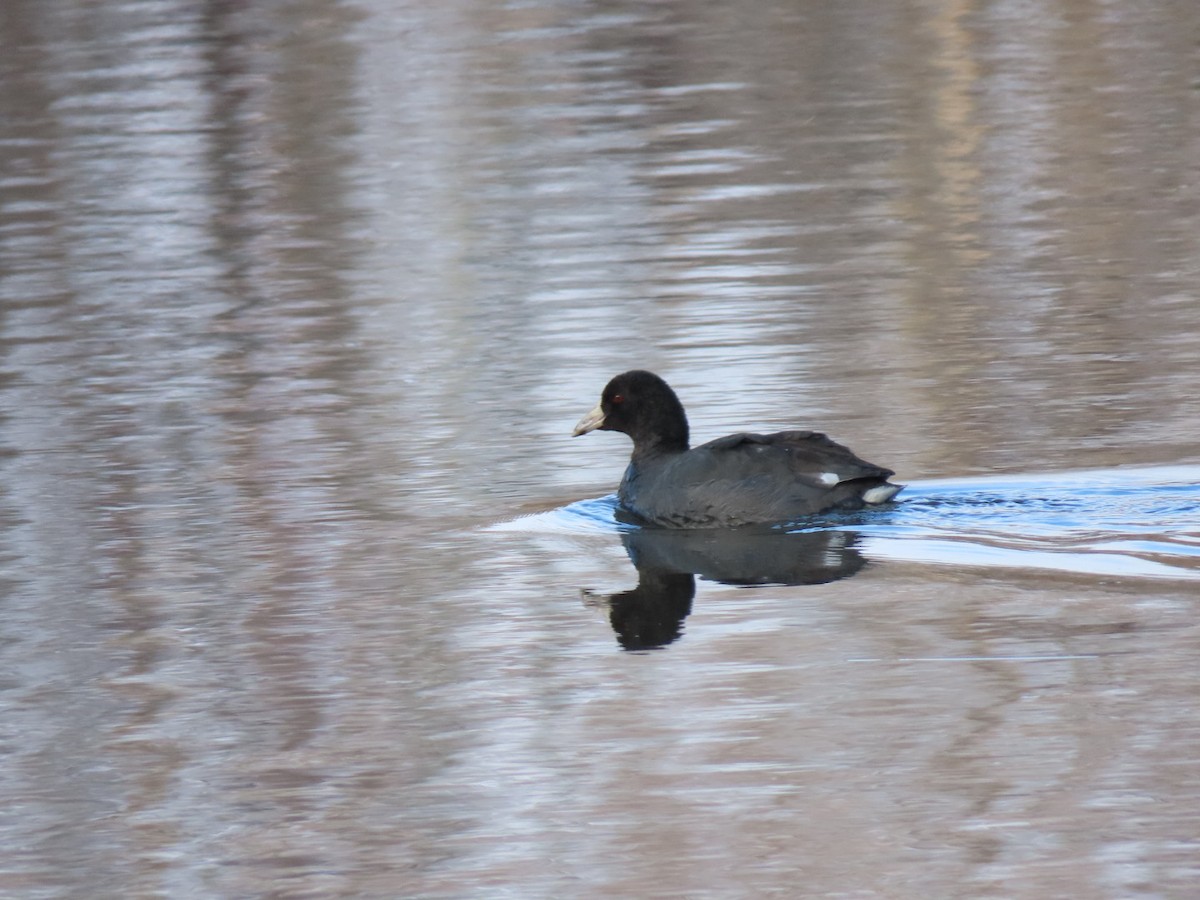 American Coot - ML612939181