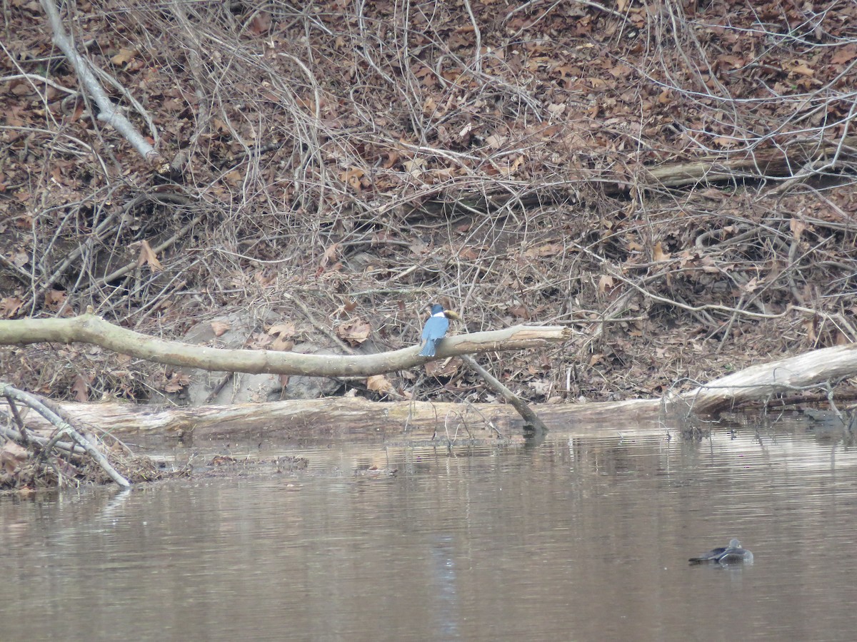 Belted Kingfisher - ML612939187