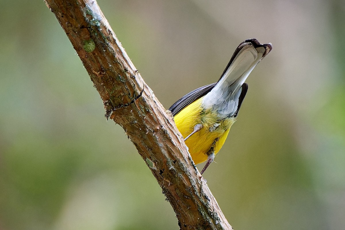 Slate-throated Redstart - ML612939190