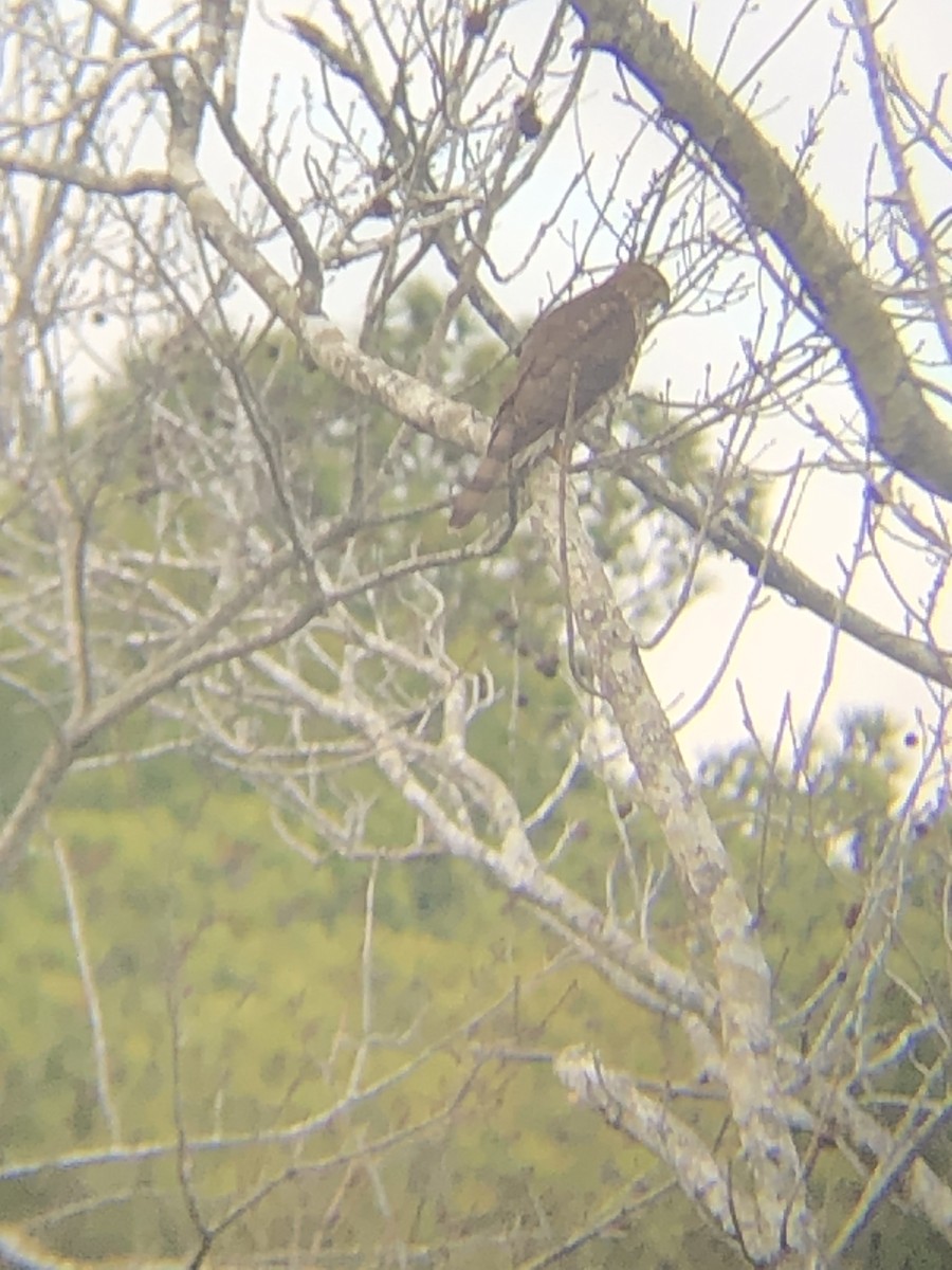 Northern Harrier - ML612939239