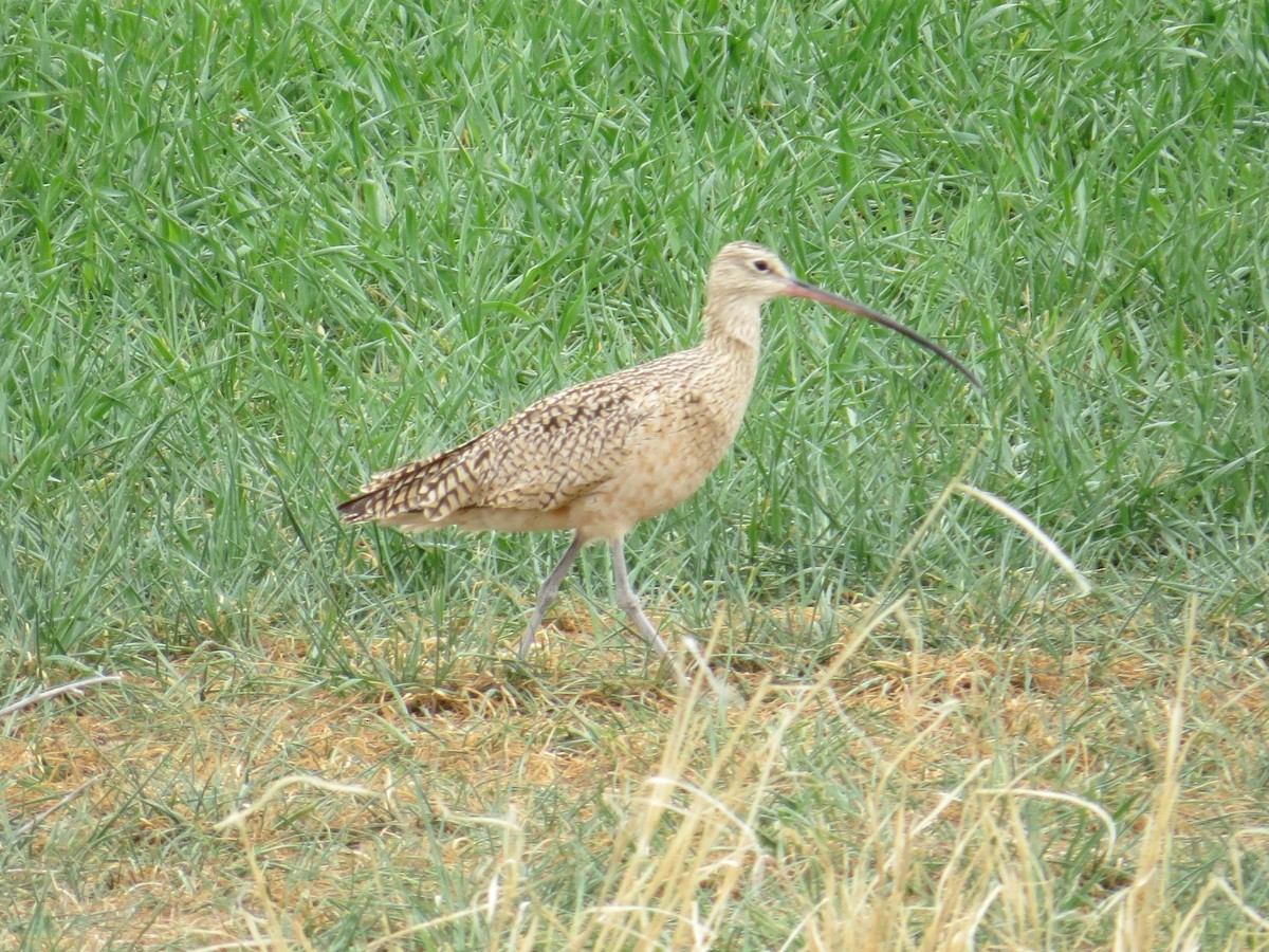 Long-billed Curlew - ML612939250