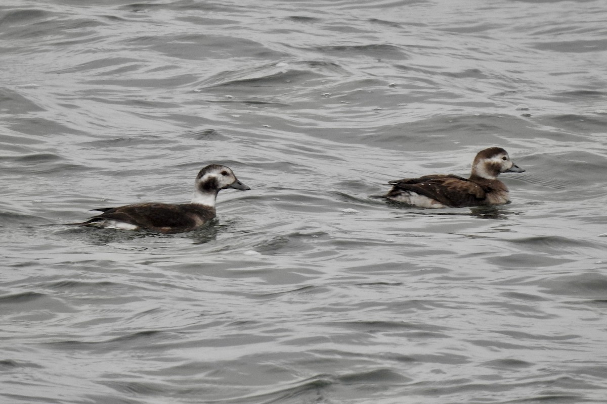Long-tailed Duck - ML612939406