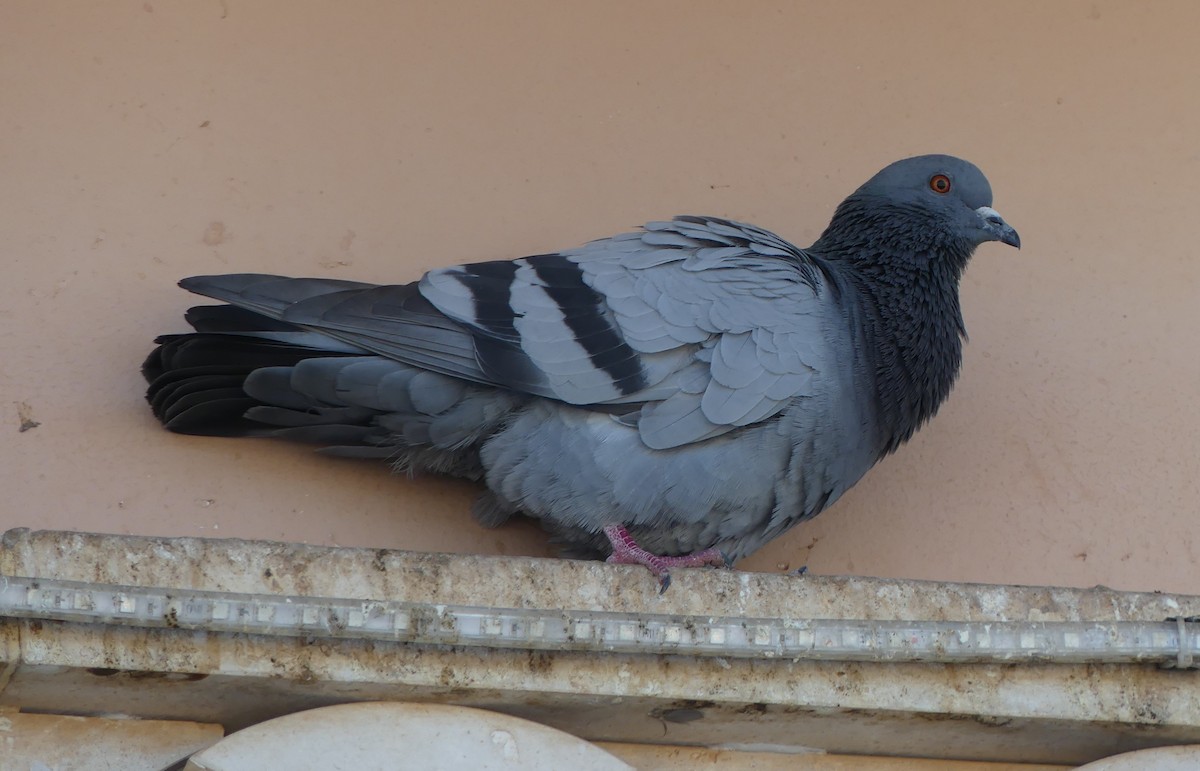 Rock Pigeon - ML612939427