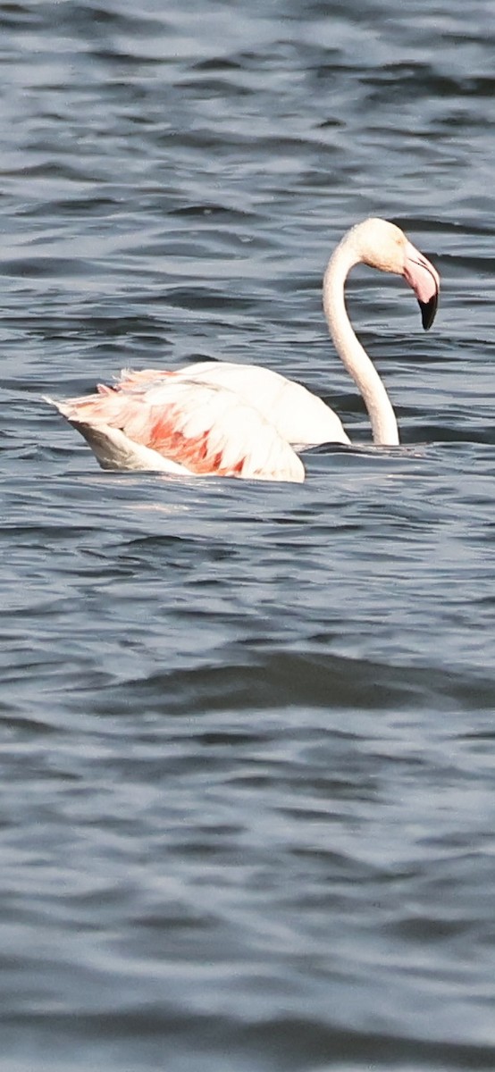 Greater Flamingo - ML612939470