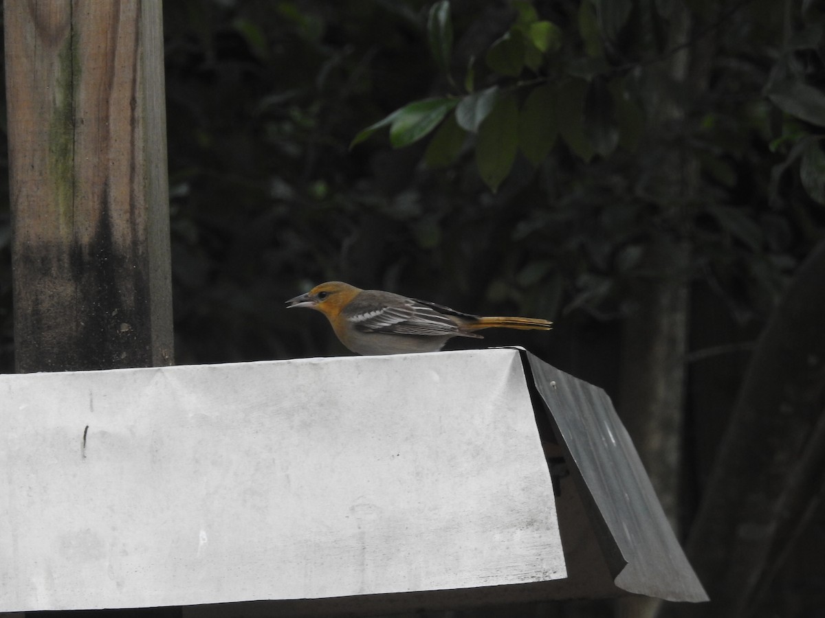 Bullock's Oriole - ML612939501