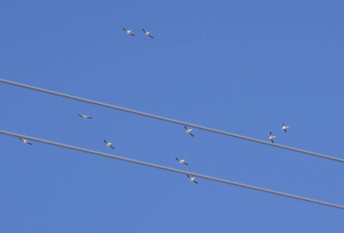 American White Pelican - ML612939593