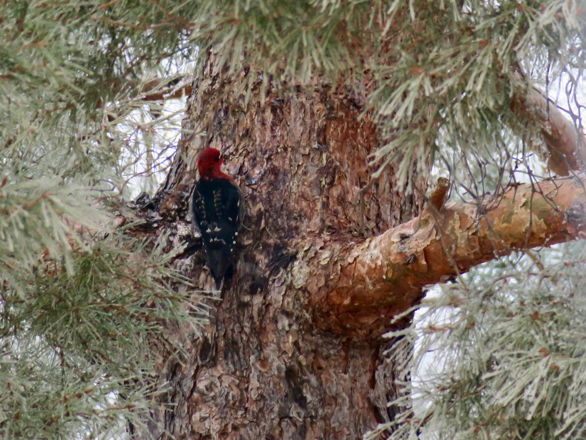 Pic à poitrine rouge - ML612939871