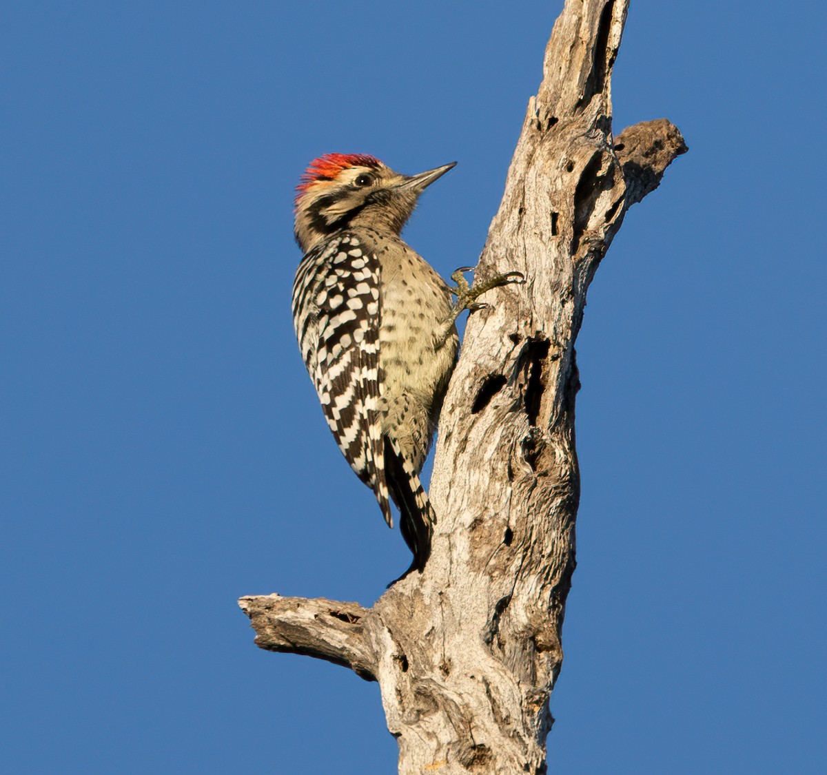 Ladder-backed Woodpecker - ML612939960