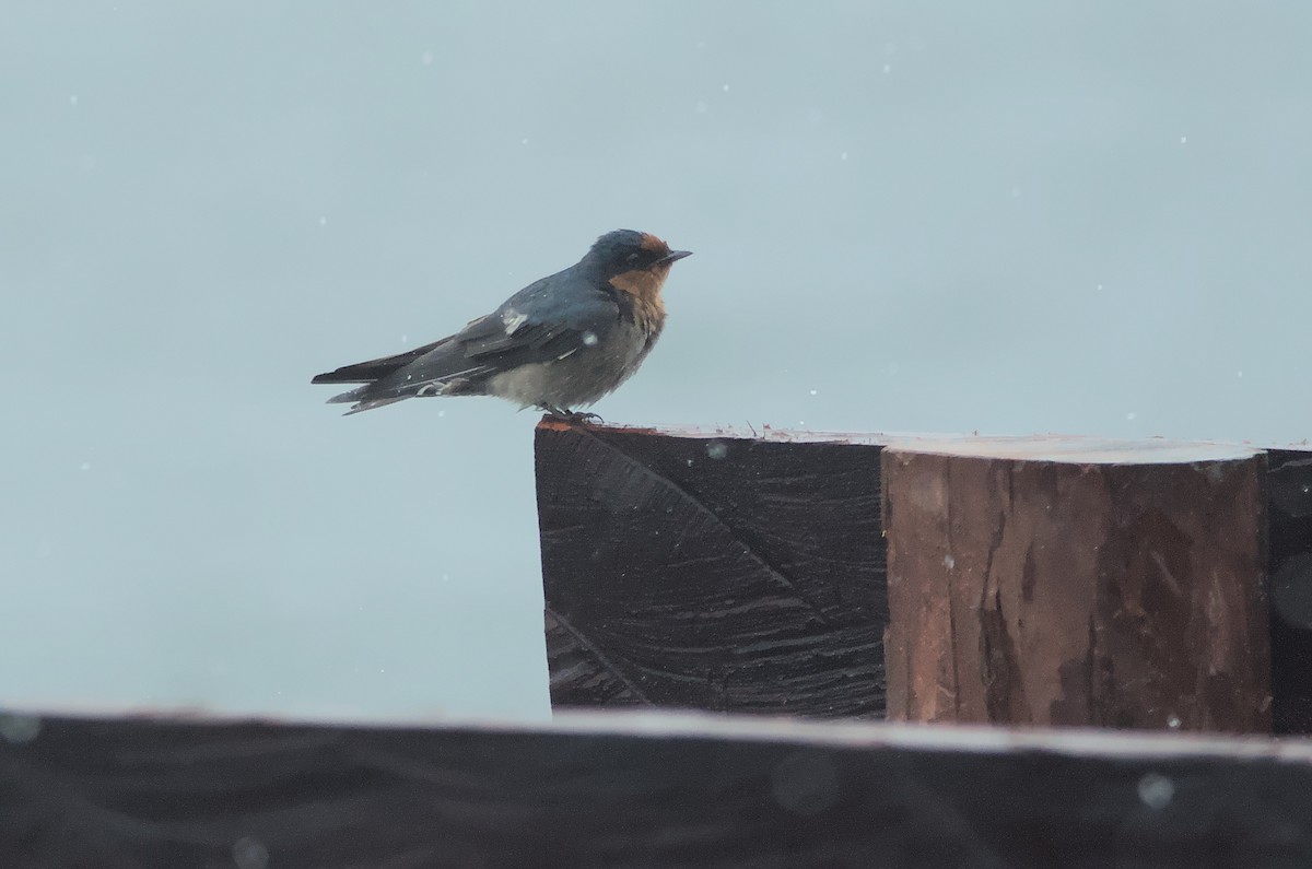 Golondrina del Pacífico - ML612939983