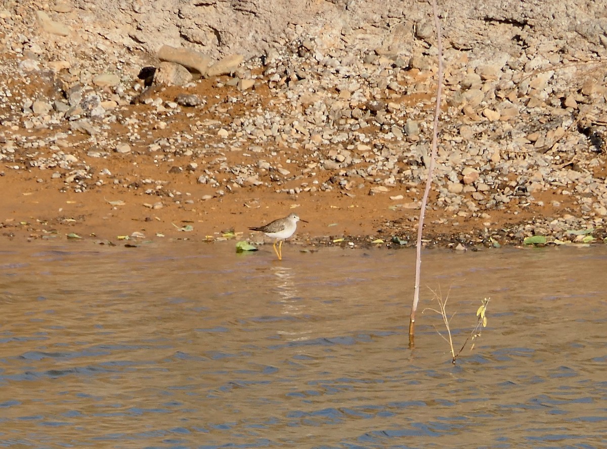 Lesser Yellowlegs - Hein Prinsen