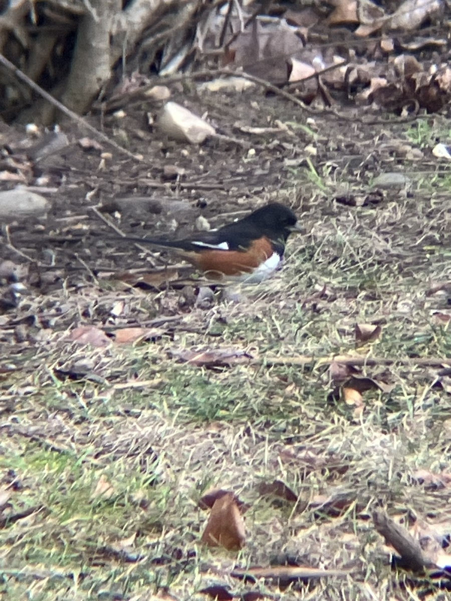 Eastern Towhee - ML612940013