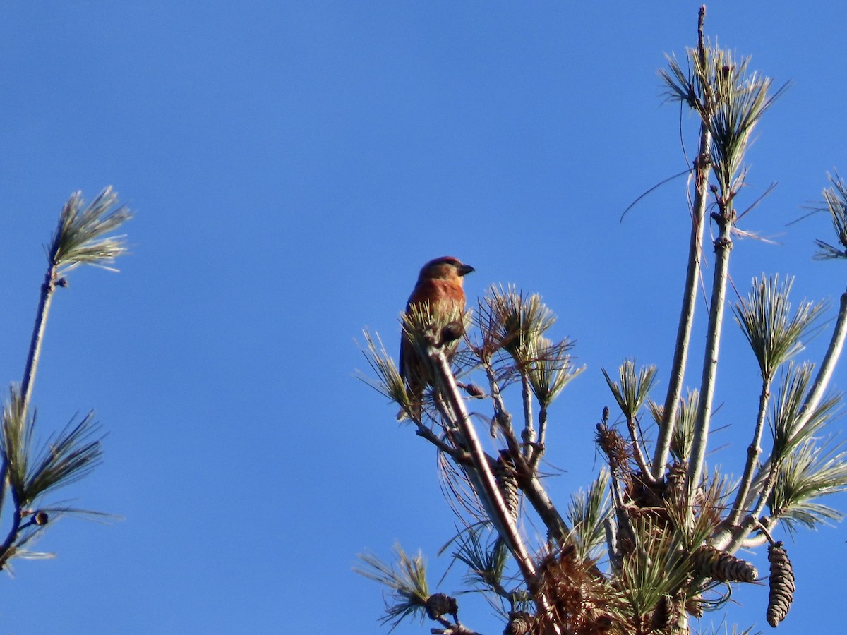 Red Crossbill - ML612940030