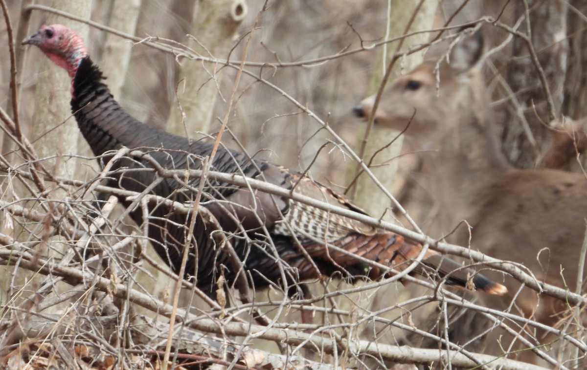 Wild Turkey - ML612940047