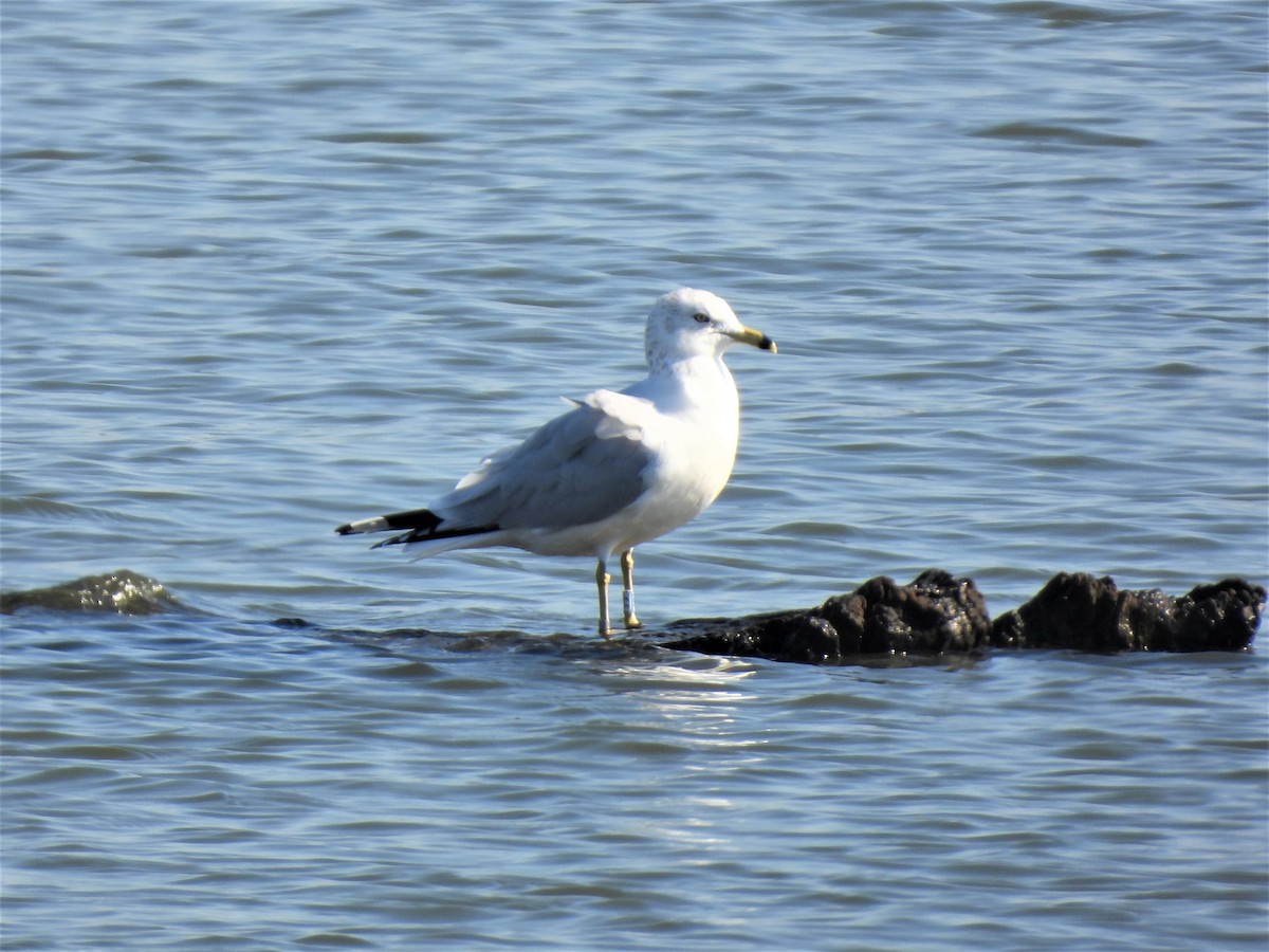 Ring-billed Gull - ML612940193