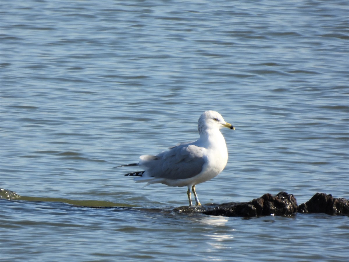 Ring-billed Gull - John McMahan