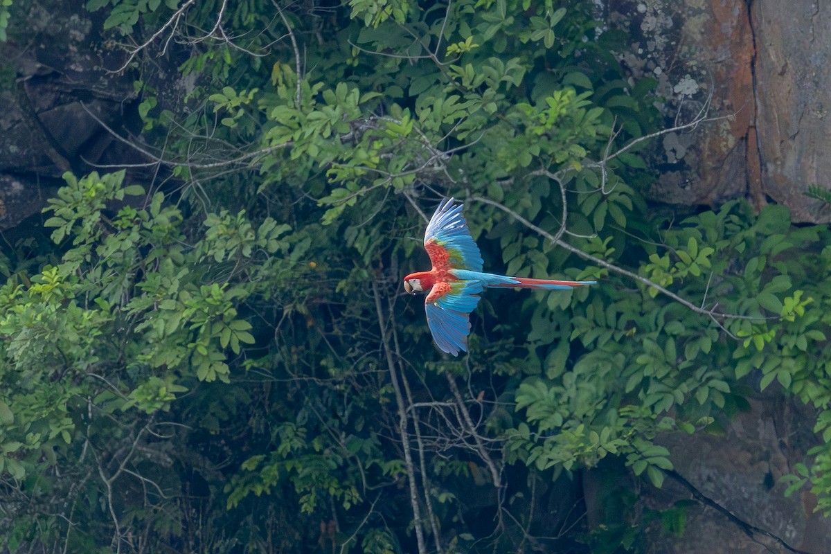 Red-and-green Macaw - ML612940211