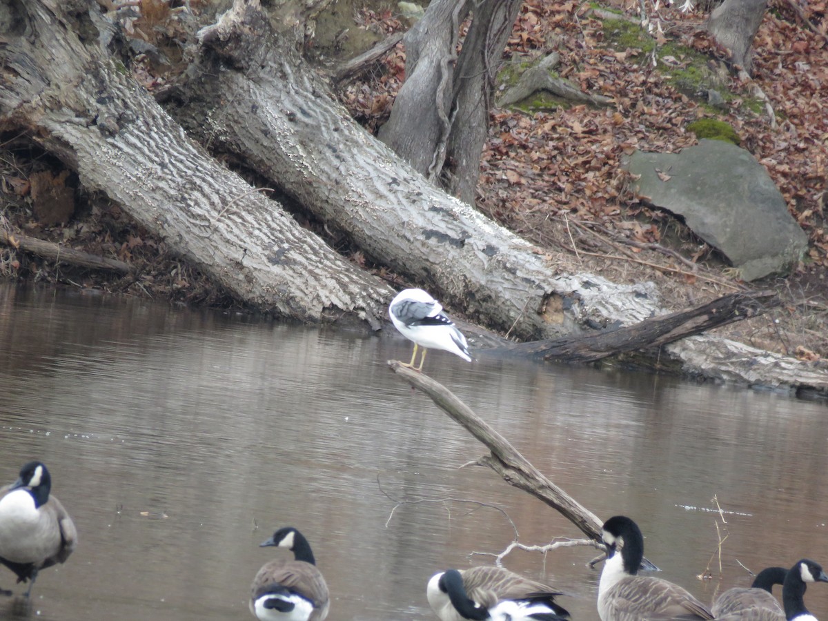 Lesser Black-backed Gull - ML612940262