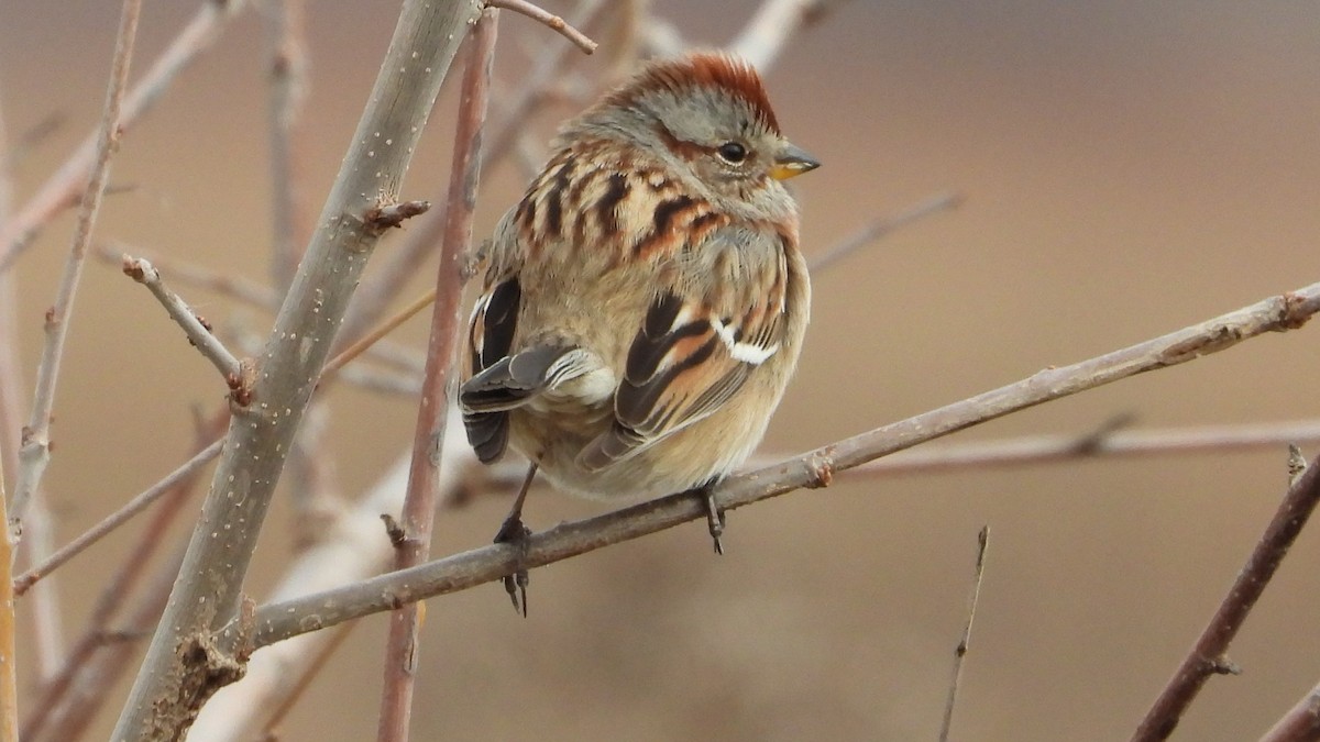 American Tree Sparrow - ML612940291